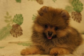 f:id:animal_protections:20130921220821j:image