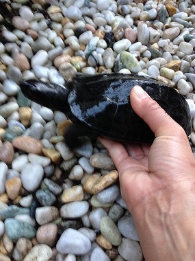 f:id:animal_protections:20131012223717j:image f:id:animal_protections:20131012223717j:image
