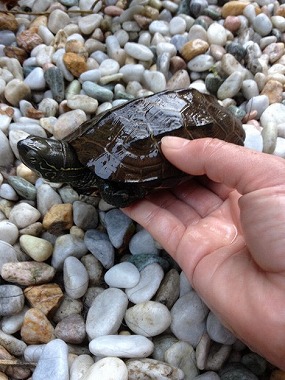 f:id:animal_protections:20131012223718j:image