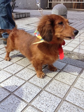 f:id:animal_protections:20131016204848j:image