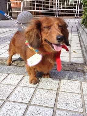 f:id:animal_protections:20131016204849j:image