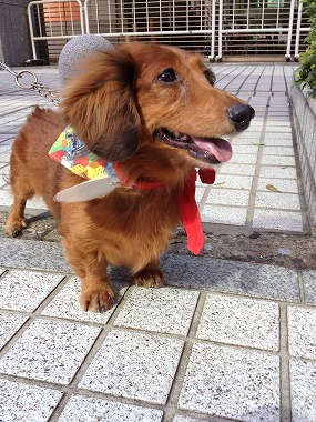 f:id:animal_protections:20131016204850j:image