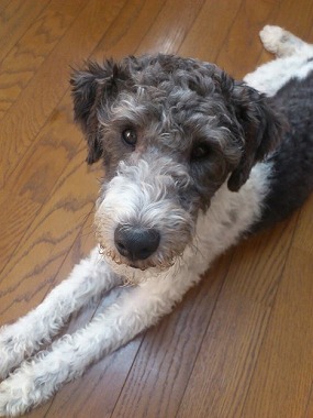 ワイヤーフォックステリア 🖤 #wirefoxterrier#ワイヤーフォックステリア#モモ #buelco#dog