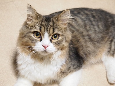 f:id:animal_protections:20131118211927j:image