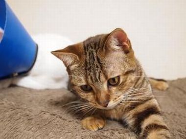 f:id:animal_protections:20131202214616j:image