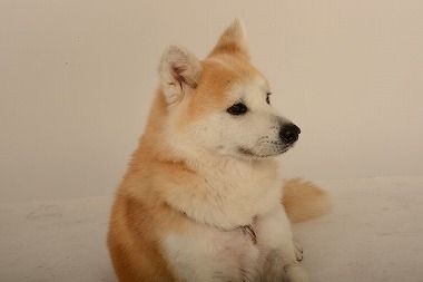 f:id:animal_protections:20131208213716j:image