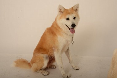 f:id:animal_protections:20131208214625j:image