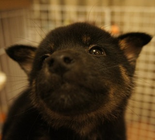 f:id:animal_protections:20131210214205j:image f:id:animal_protections:20131210214205j:image