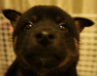 f:id:animal_protections:20131210214207j:image f:id:animal_protections:20131210214207j:image