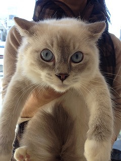 f:id:animal_protections:20131226184240j:image