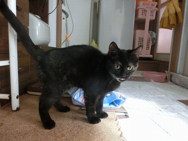 f:id:animal_protections:20140130221129j:image f:id:animal_protections:20140130221129j:image