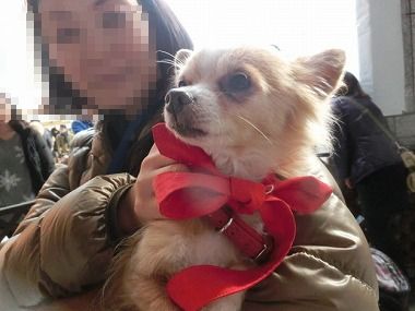 f:id:animal_protections:20140204200156j:image