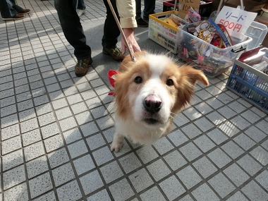 f:id:animal_protections:20140204200818j:image f:id:animal_protections:20140204200818j:image