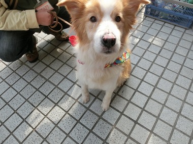 f:id:animal_protections:20140204200819j:image f:id:animal_protections:20140204200819j:image