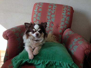 f:id:animal_protections:20140311220327j:image