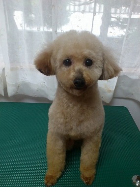 f:id:animal_protections:20140408210912j:image