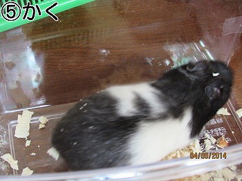 f:id:animal_protections:20140409230257j:image