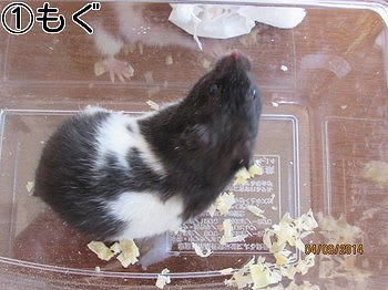 f:id:animal_protections:20140409230258j:image