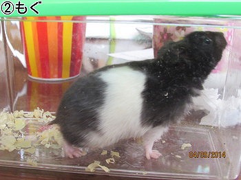 f:id:animal_protections:20140409230259j:image