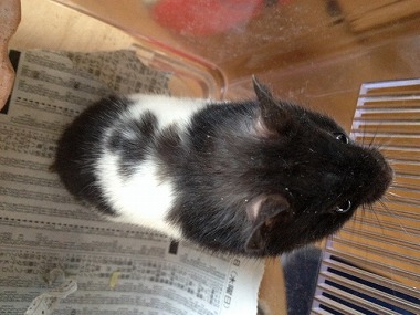 f:id:animal_protections:20140412221848j:image