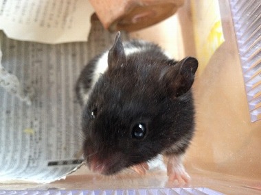 f:id:animal_protections:20140412221849j:image