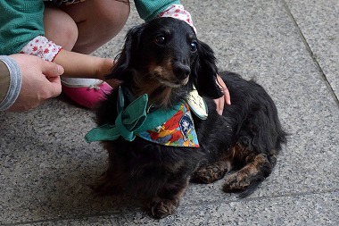 f:id:animal_protections:20140415222746j:image