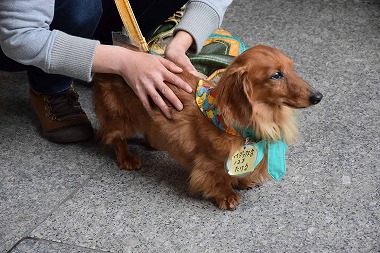 f:id:animal_protections:20140415222802j:image f:id:animal_protections:20140415222802j:image