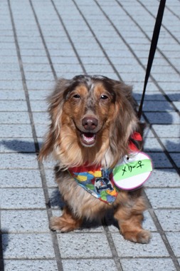 f:id:animal_protections:20140415222823j:image