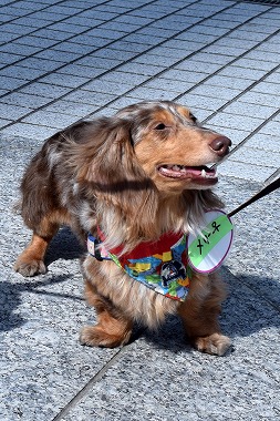 f:id:animal_protections:20140415222824j:image