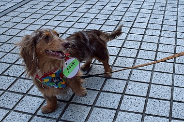 f:id:animal_protections:20140415222825j:image