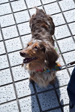 f:id:animal_protections:20140415222827j:image