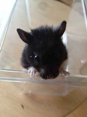 f:id:animal_protections:20140416213906j:image