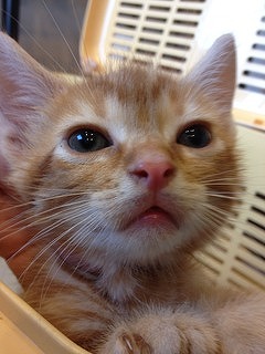 f:id:animal_protections:20140511115001j:image