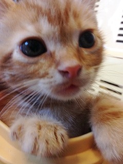 f:id:animal_protections:20140511115002j:image