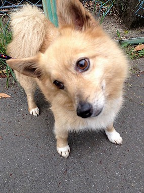 f:id:animal_protections:20140515225817j:image