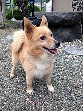 f:id:animal_protections:20140515225818j:image