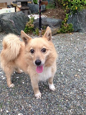 f:id:animal_protections:20140515225819j:image