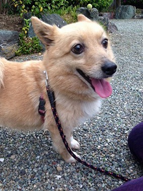 f:id:animal_protections:20140515225820j:image