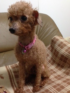 f:id:animal_protections:20140526230723j:image