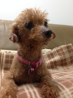 f:id:animal_protections:20140526230724j:image