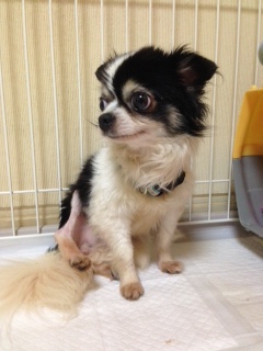 f:id:animal_protections:20140612222432j:image f:id:animal_protections:20140612222432j:image