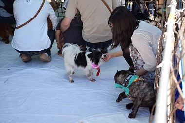 f:id:animal_protections:20140623194854j:image f:id:animal_protections:20140623194854j:image