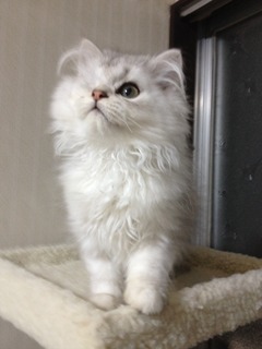 f:id:animal_protections:20140709130944j:image
