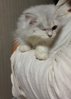 f:id:animal_protections:20140709130945j:image