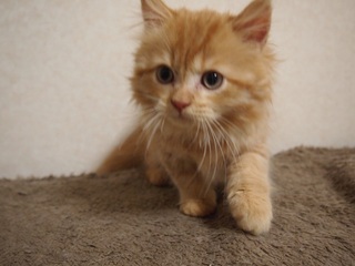 f:id:animal_protections:20140715104122j:image