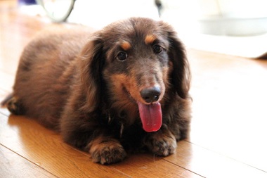 f:id:animal_protections:20140715112109j:image f:id:animal_protections:20140715112109j:image