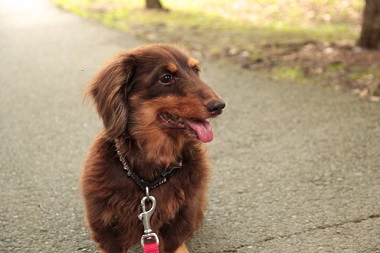 f:id:animal_protections:20140715112111j:image f:id:animal_protections:20140715112111j:image