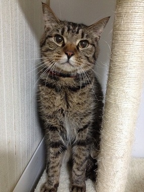 f:id:animal_protections:20140718160141j:image
