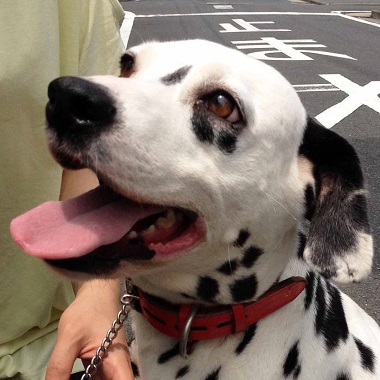 f:id:animal_protections:20140723103706j:image