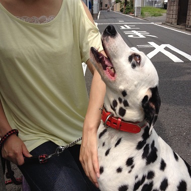 f:id:animal_protections:20140723103707j:image
